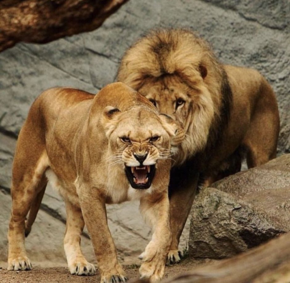 Хищные животные