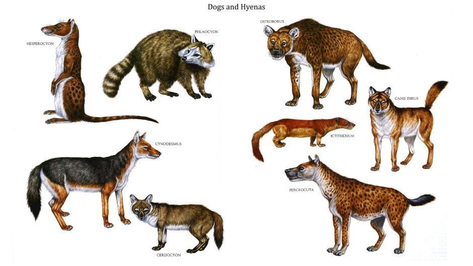 Миациды предки Волков