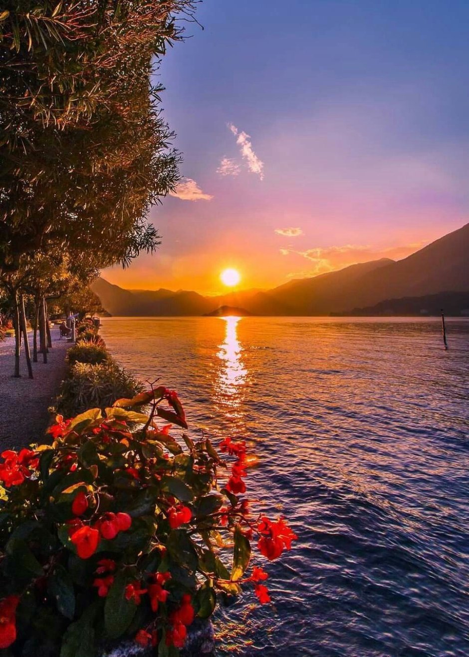 Цветы море солнце