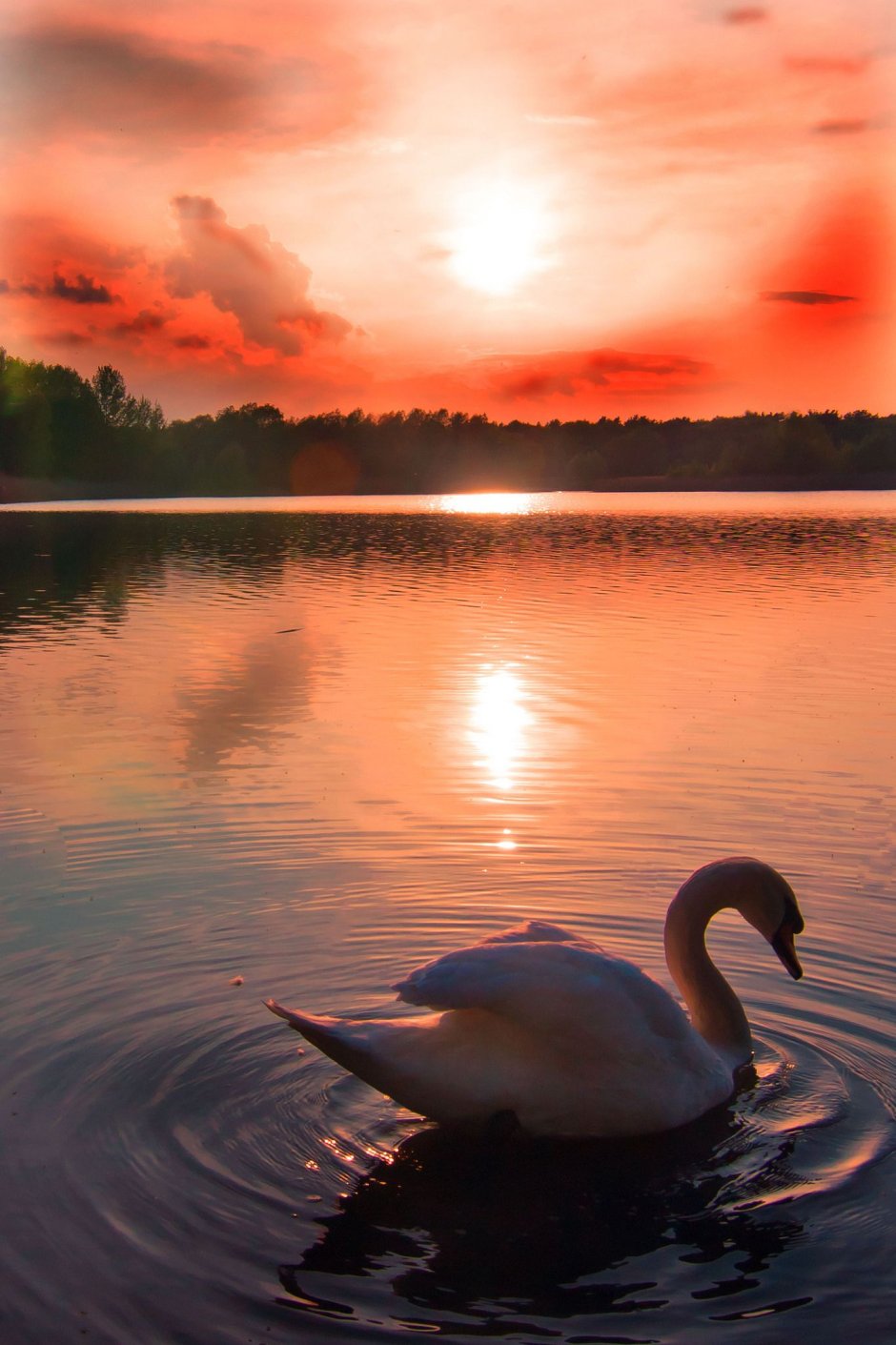 Лебеди на озере