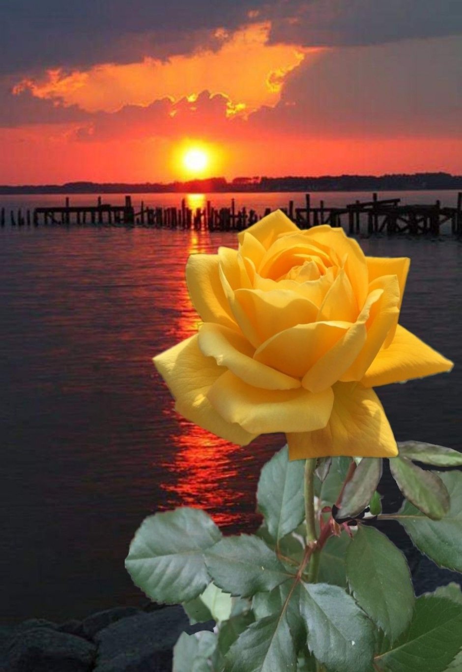 Розы на закате