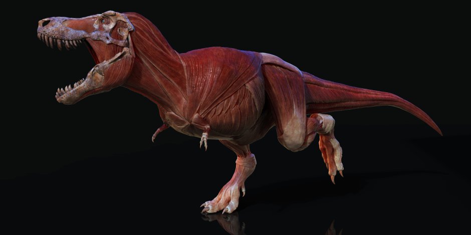 Тираннозавр рекс анатомия