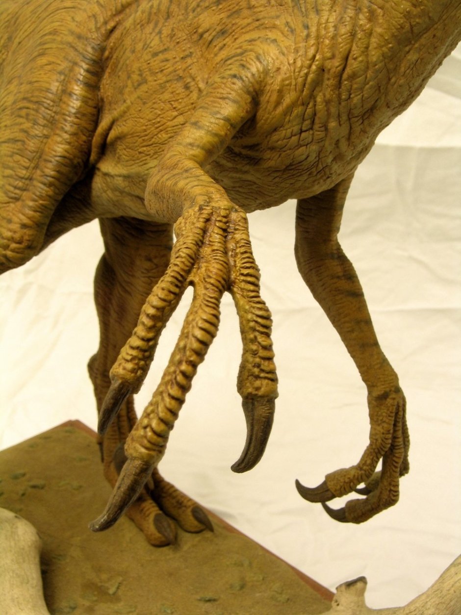 Лапы динозавра Велоцираптора