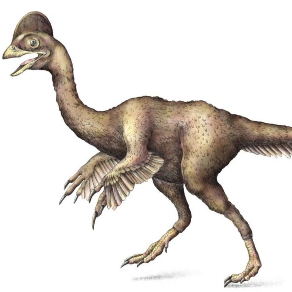 Therizinosaurus cheloniformis