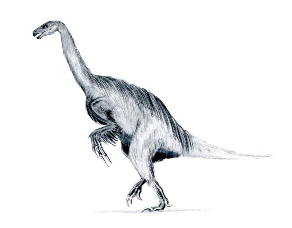 ERLIKOSAURUS andrewsi