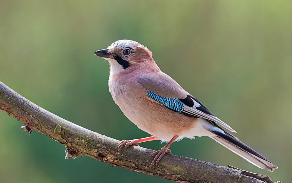 Птица Сойка Крымская