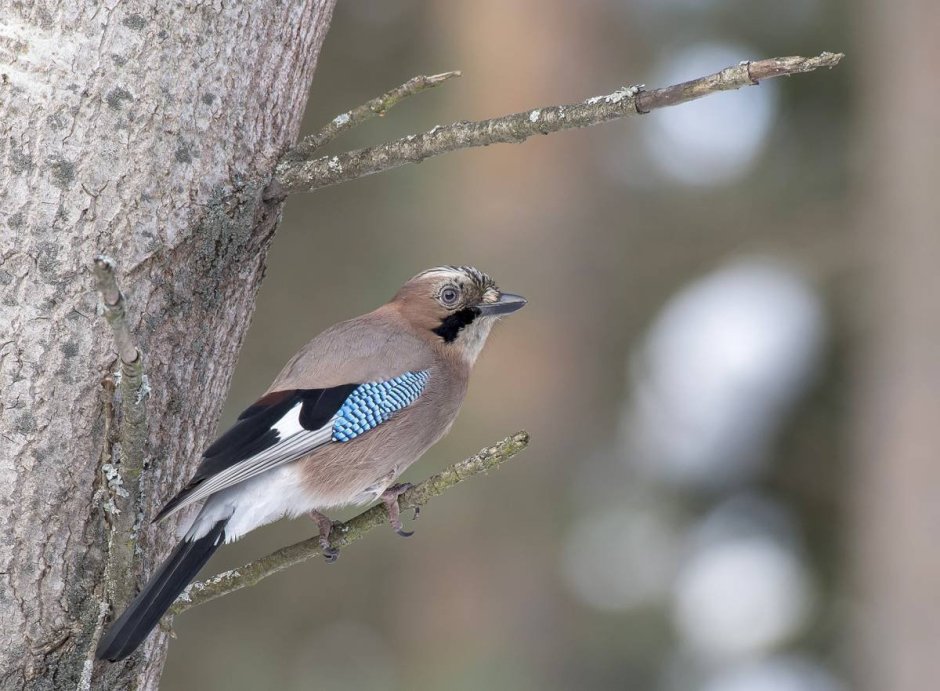 Сойка обыкновенная