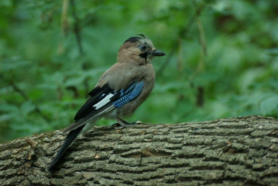 Востроглазая Сойка
