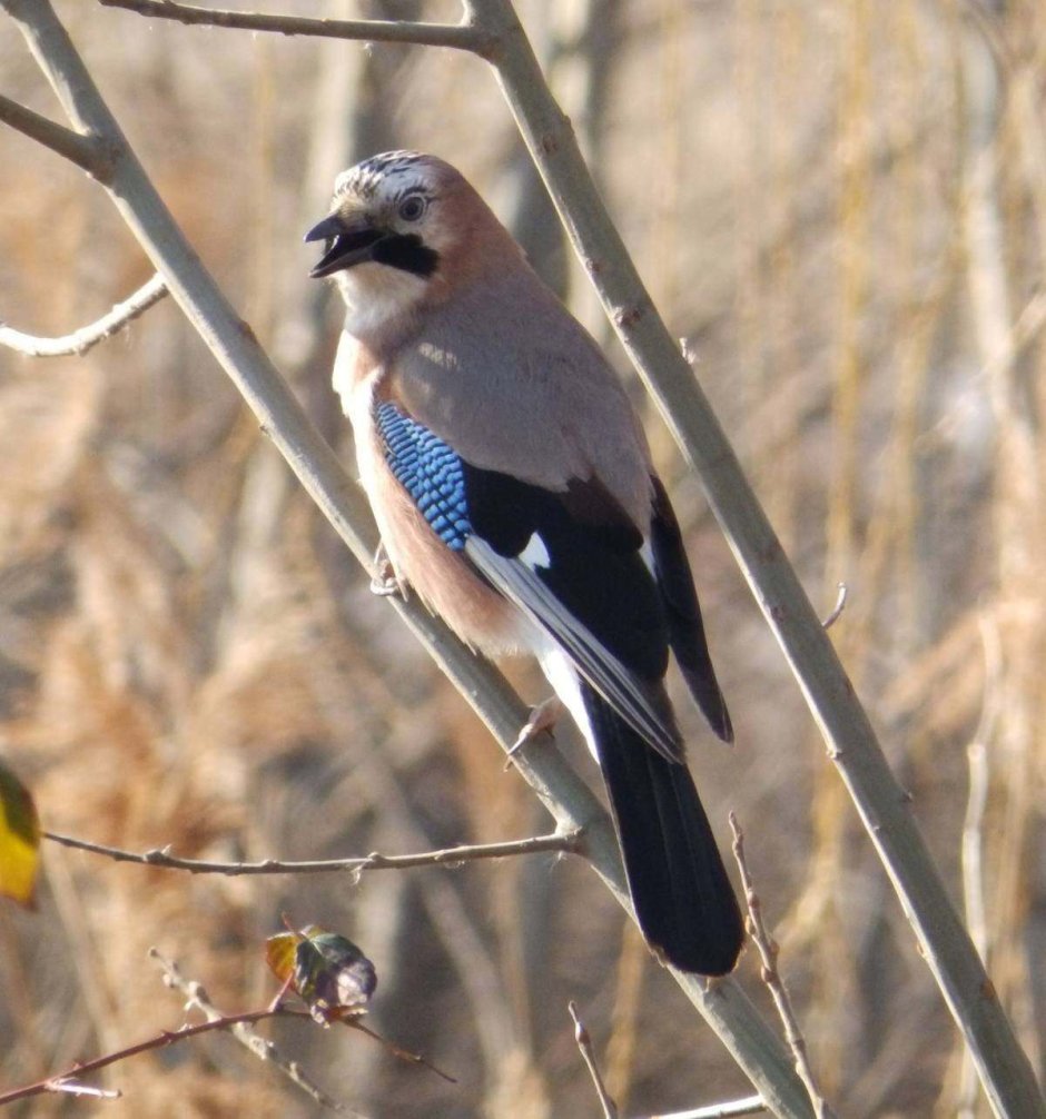Сойка garrulus glandarius
