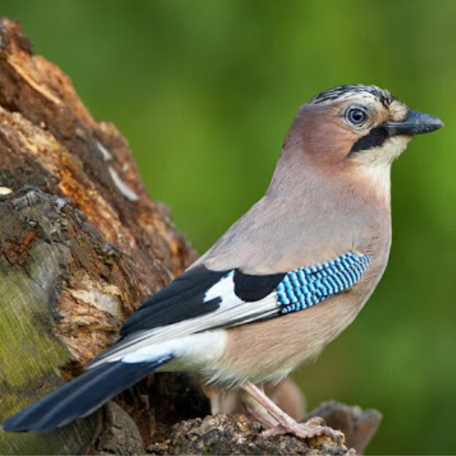 Сойка обыкновенная