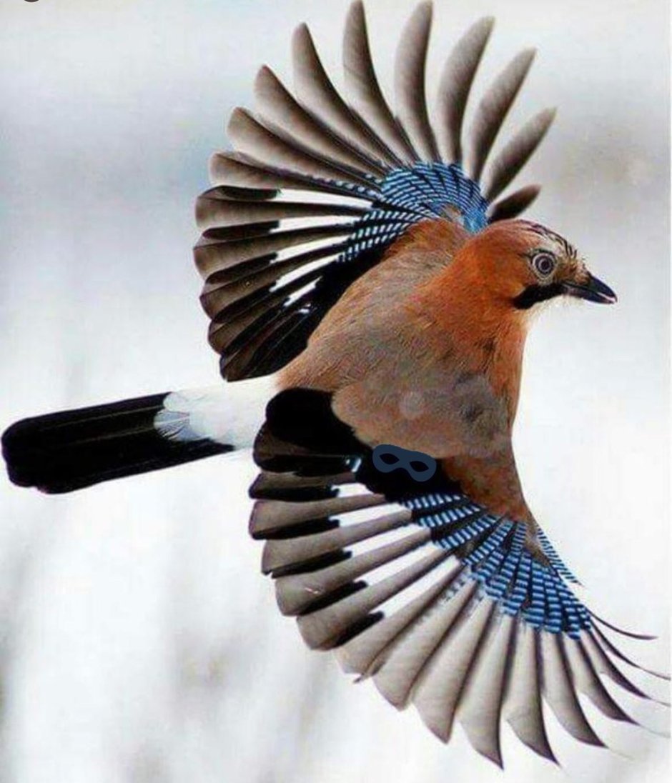 Сотка пересмешница птица