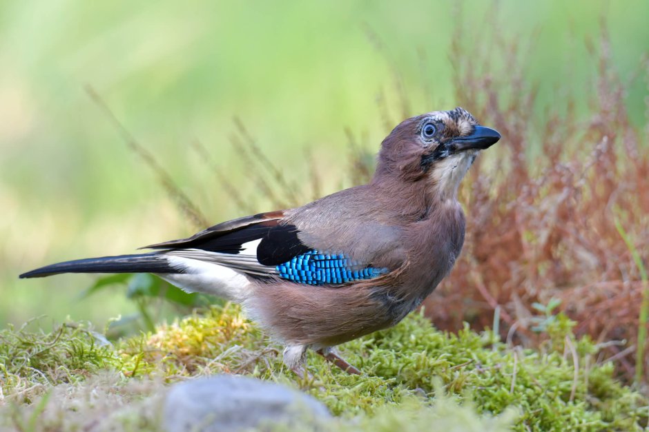 Сойка и Дрозд