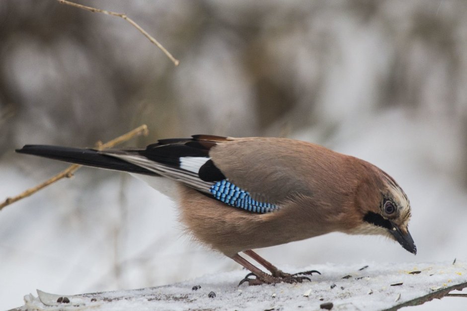 Сойка обыкновенная