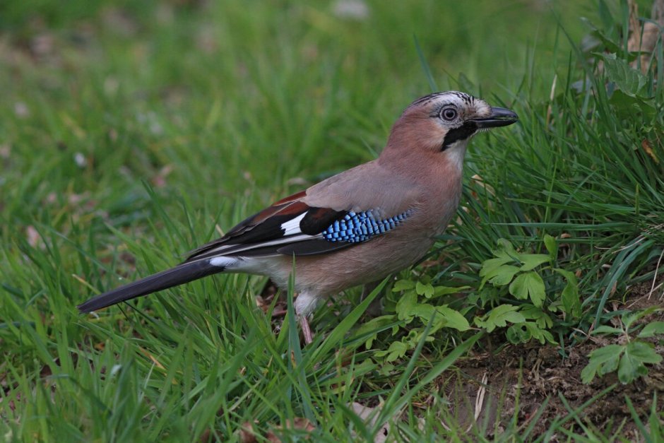 Птица Сойка Крымская
