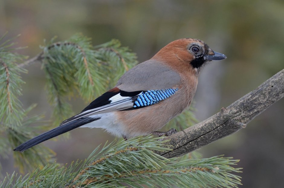 Сосновая Сойка