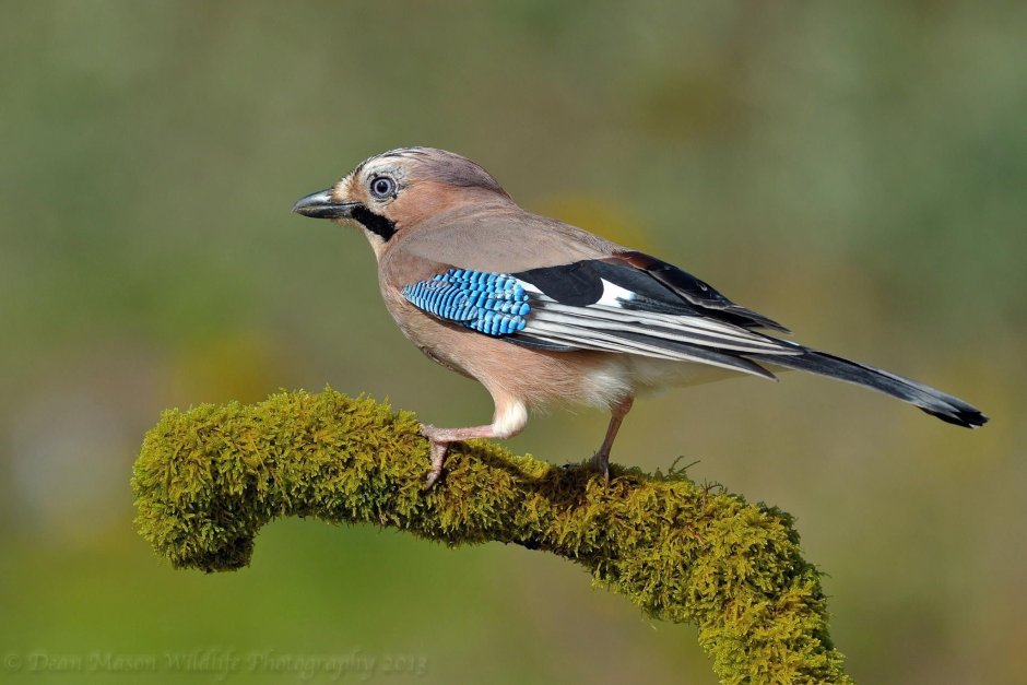 Сойка в Африке