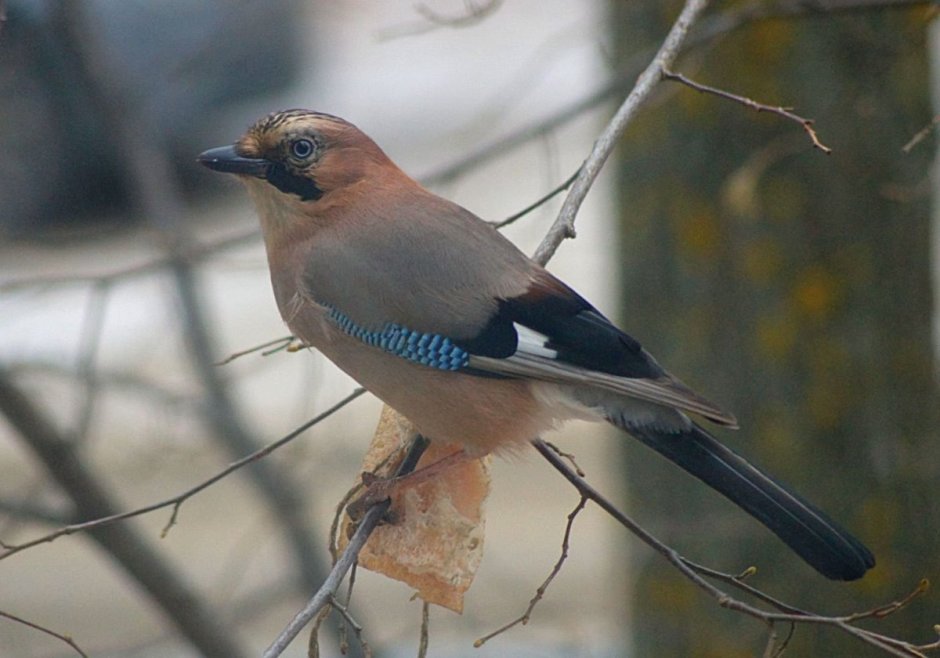 Птица Сойка Татарстана