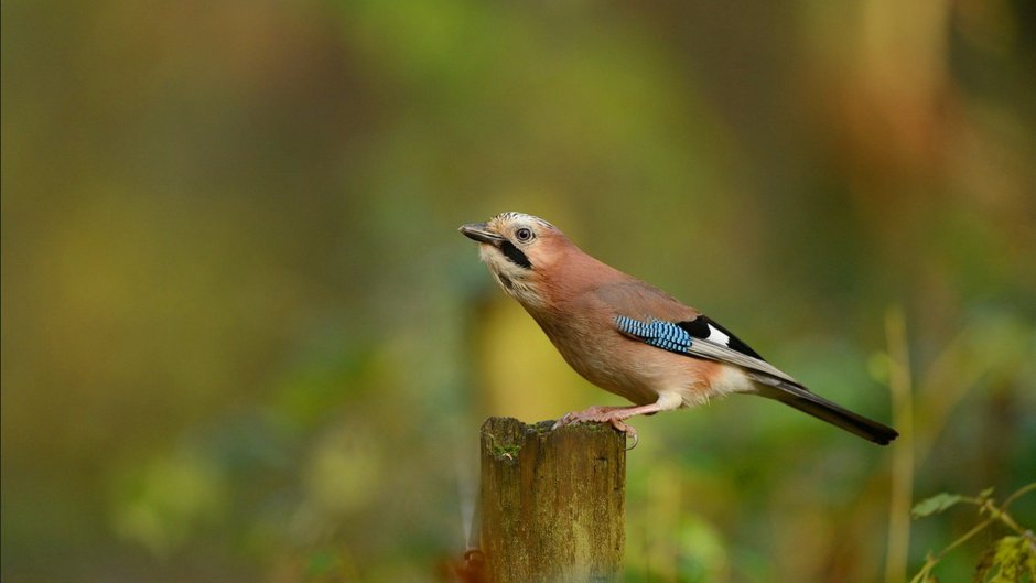 Сойка Аглая