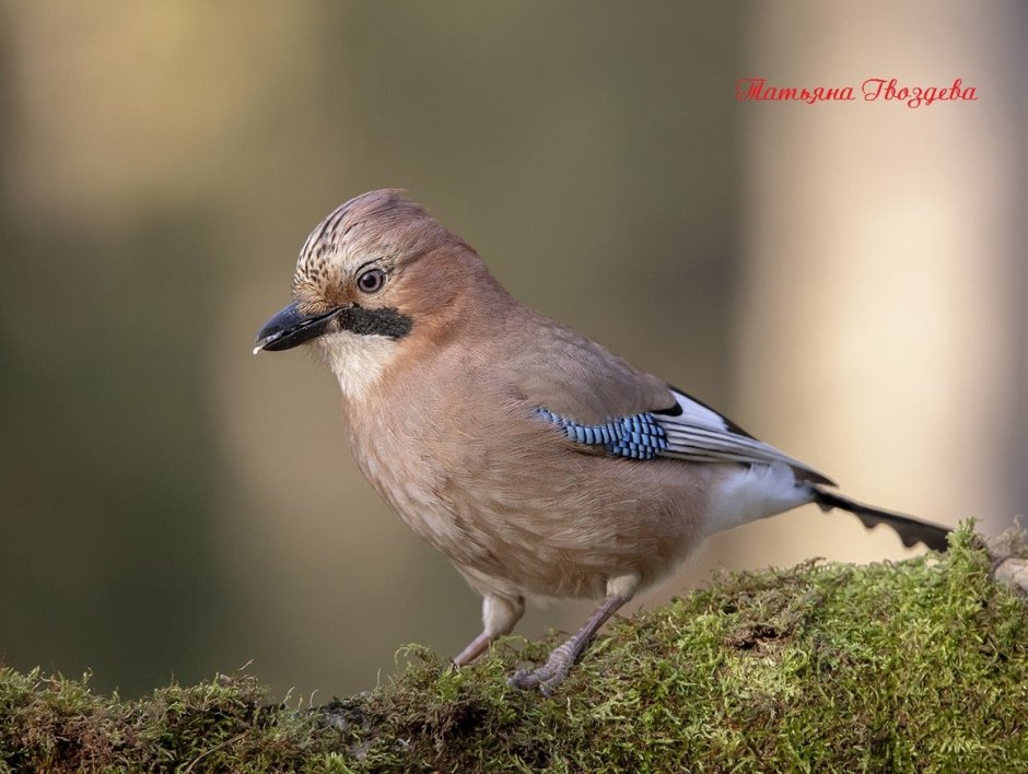 Сойка пересмешница птица