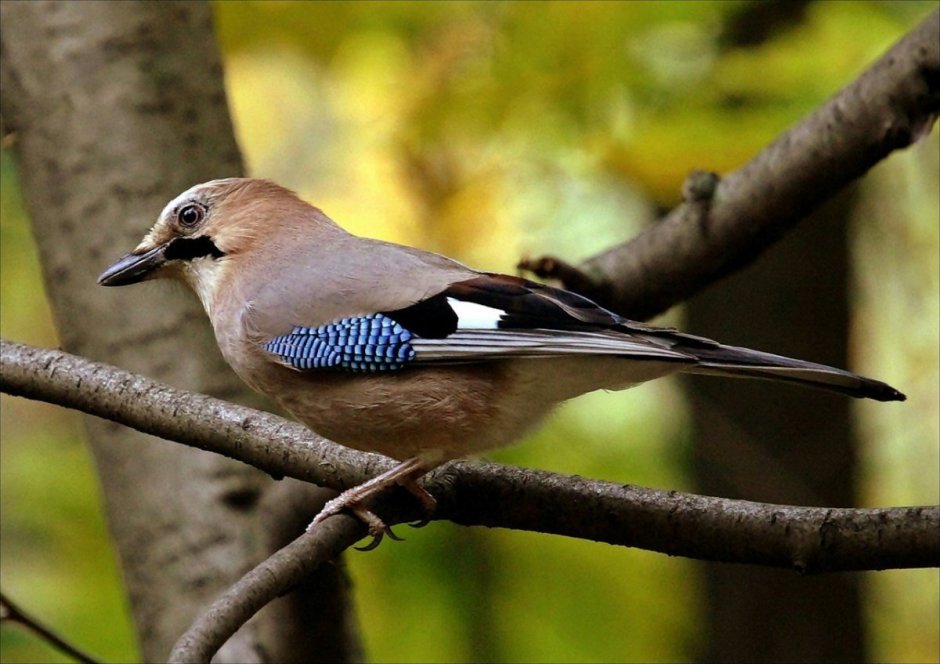 Птица Сойка Крымская