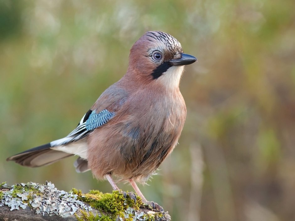 Лесная сорока Сойка