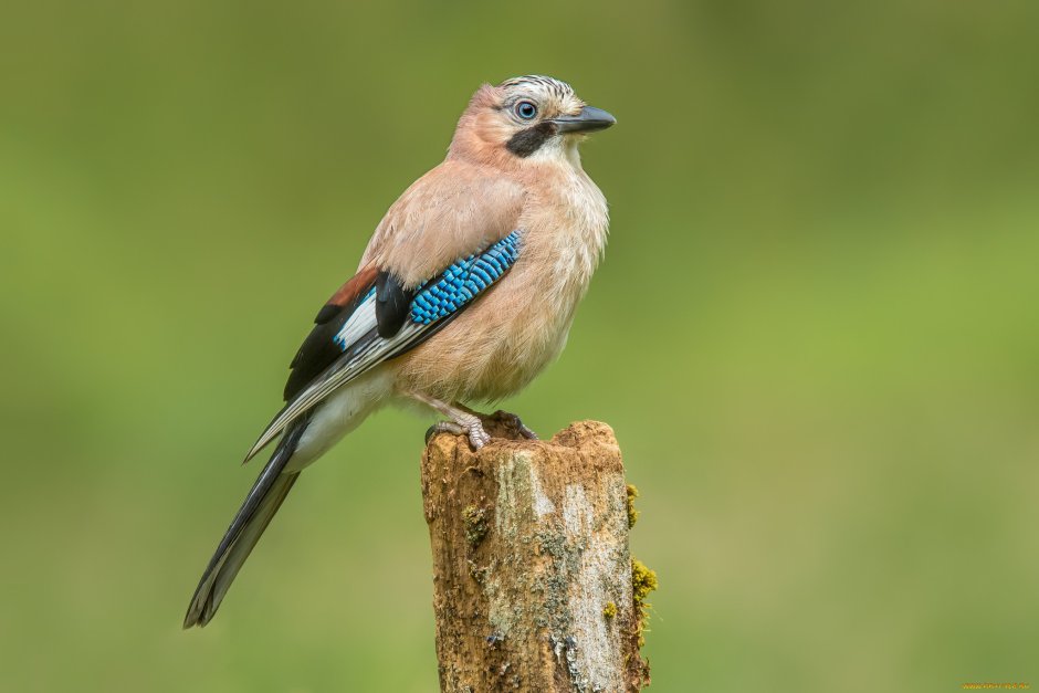 Востроглазая Сойка