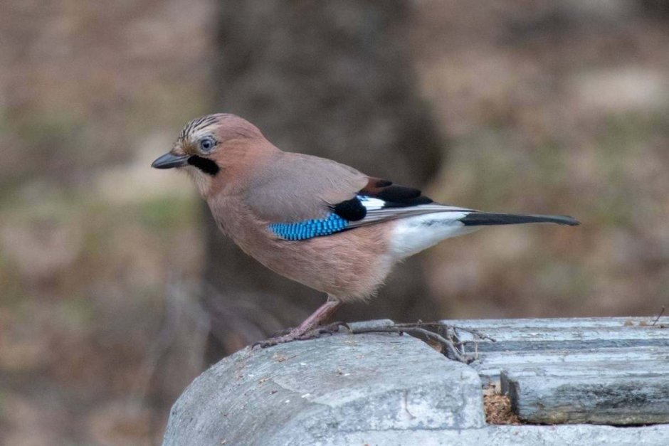 Птица Сойка Крымская