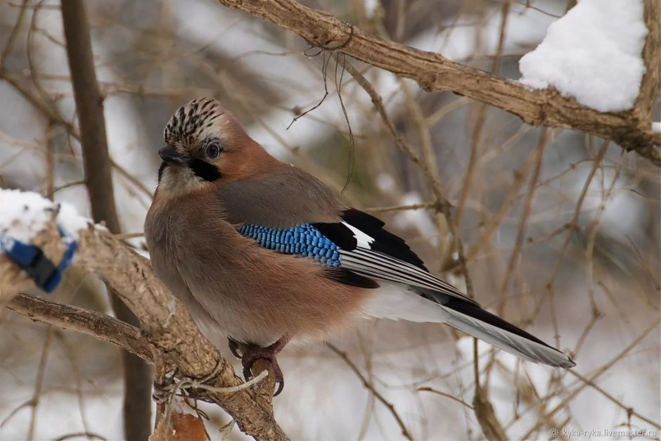 Лесная Сойка Карелия