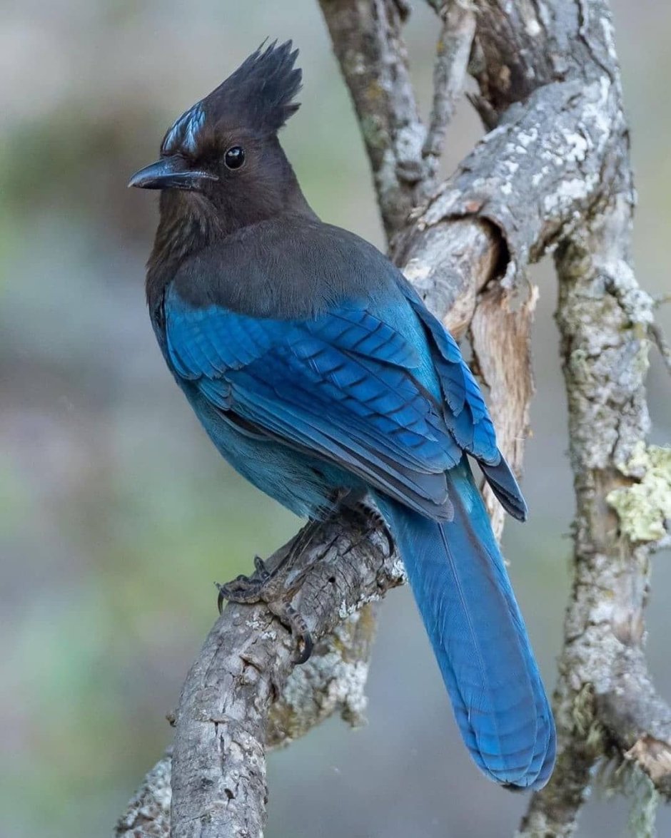 Стеррлов черноголовая голубая Сойка