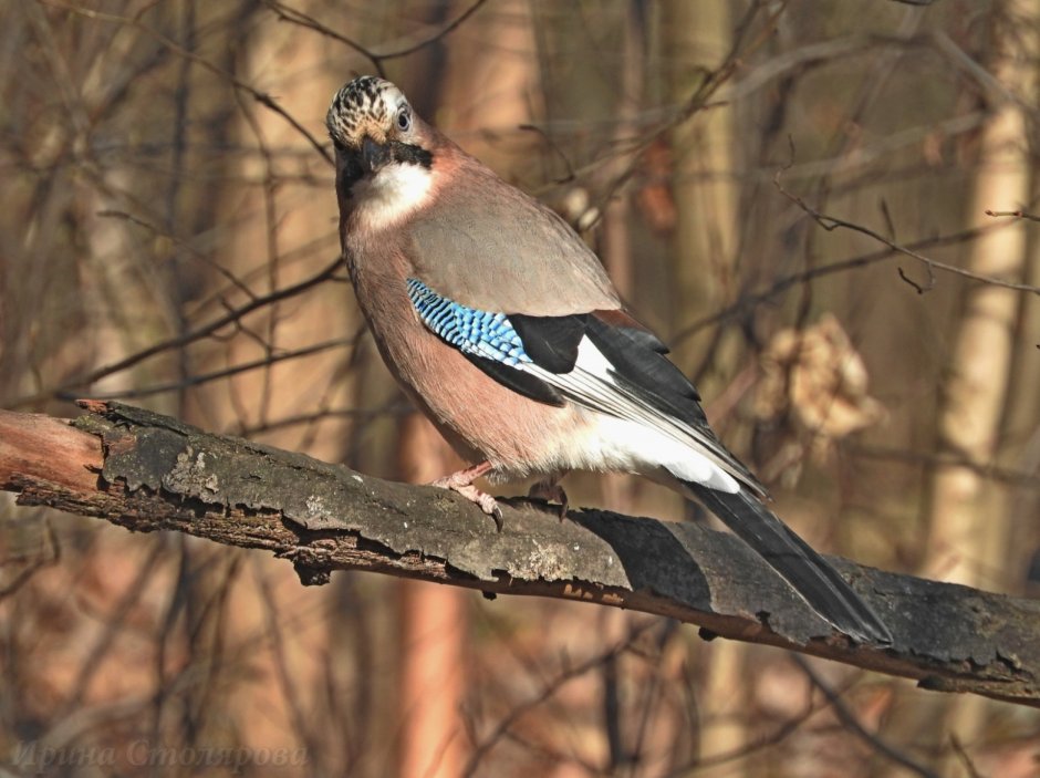 Рыжеголовая Сойка