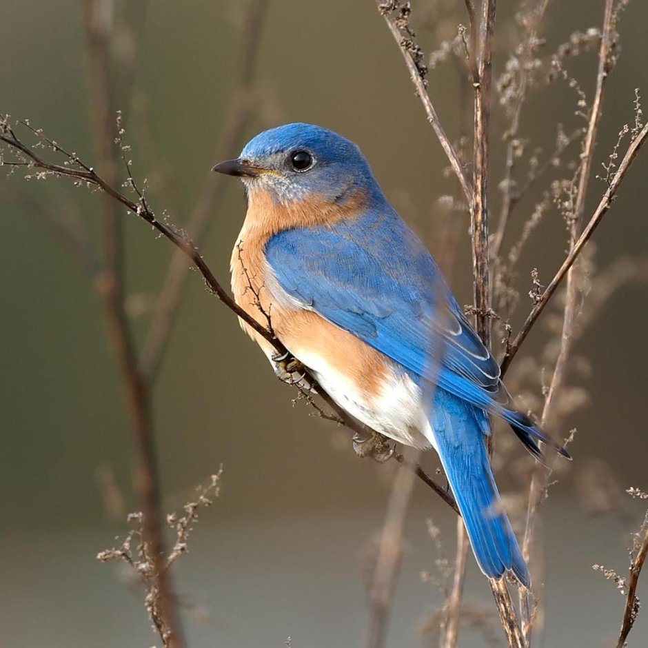 Птичка синешейка