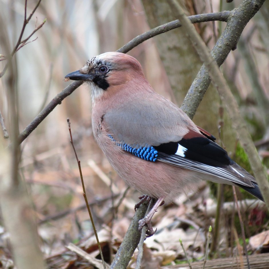 Сойка пересмешница птица