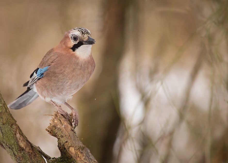 Рыжеголовая Сойка