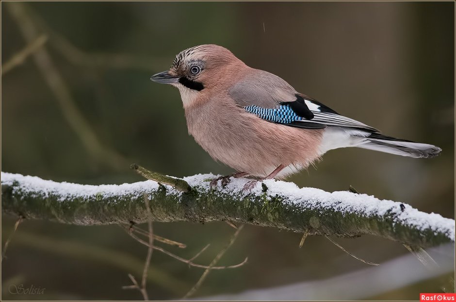 Гималайская Сойка