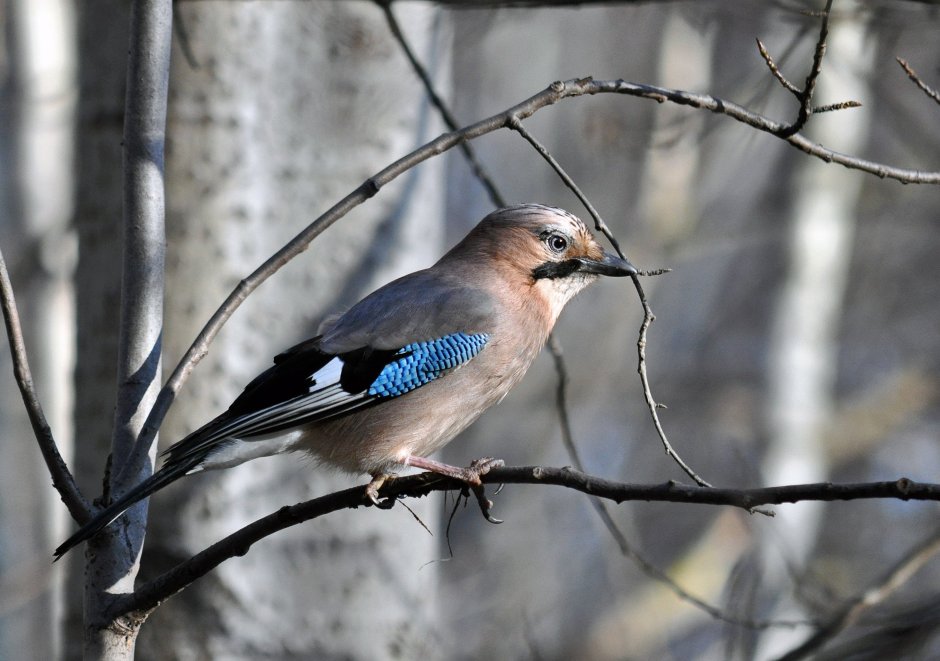 Рыжеголовая Сойка