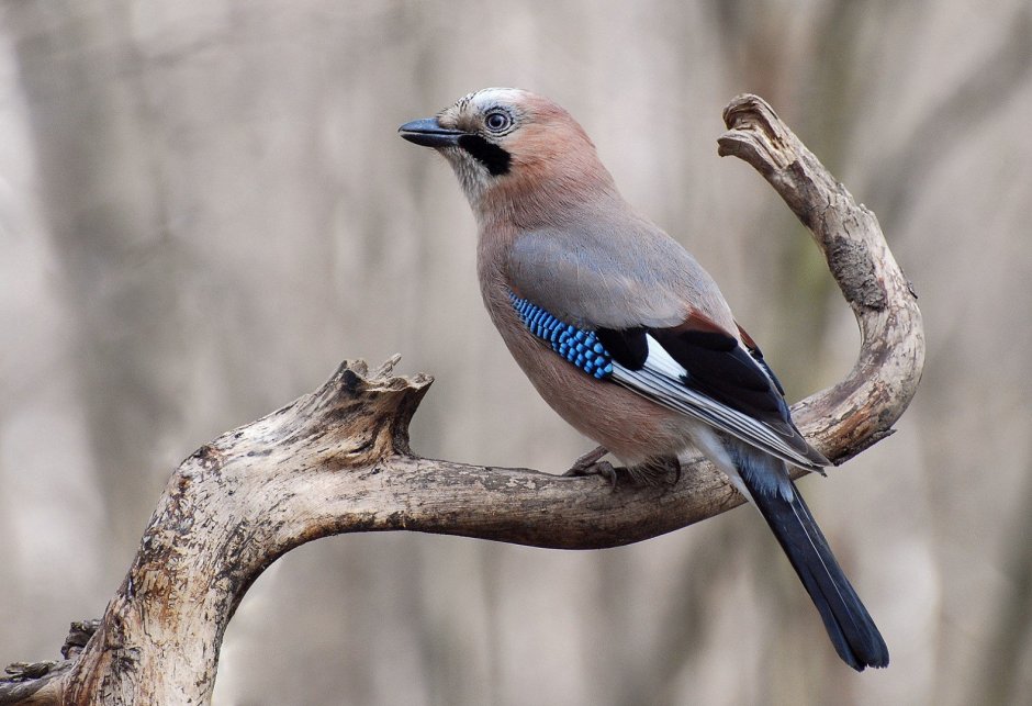 Сойка хохлатая