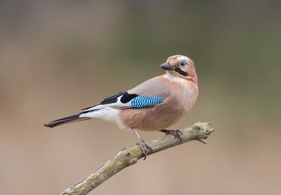 Птица с голубыми крыльями в подмосковье