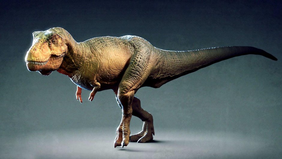 Тираннозавр рекс передние лапы