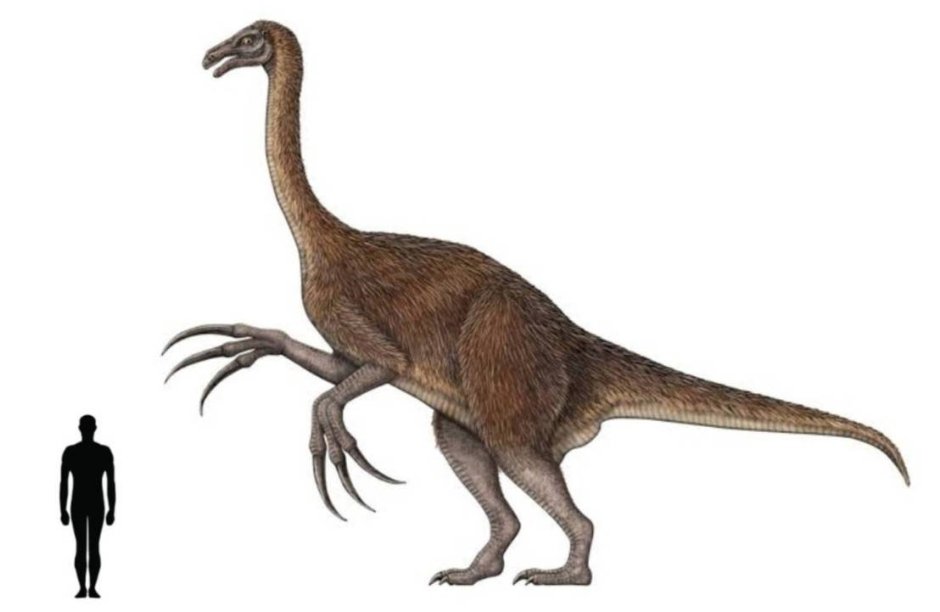 Теризинозавр лапа