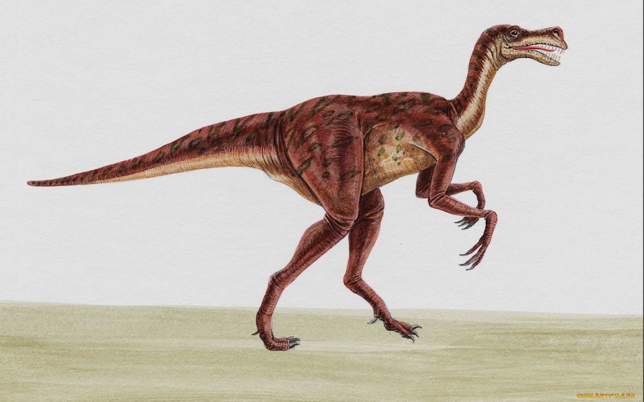 Киростенотес динозавр