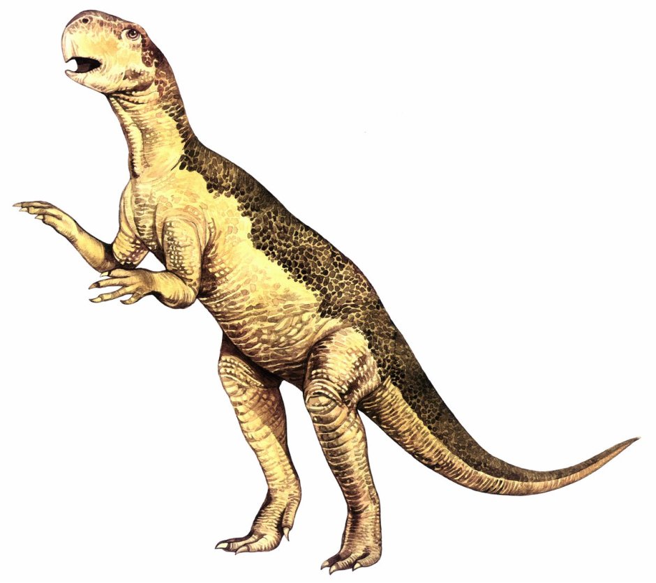 Psittacosaurus sinensis