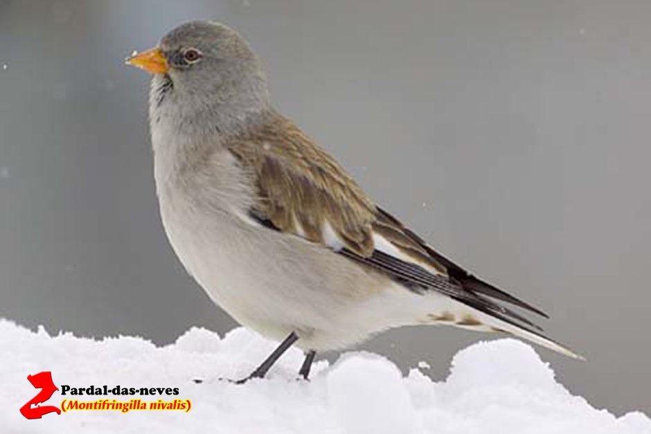 Серый вьюрок