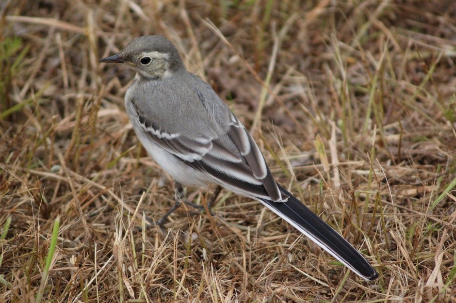 Трясогузка птица серая