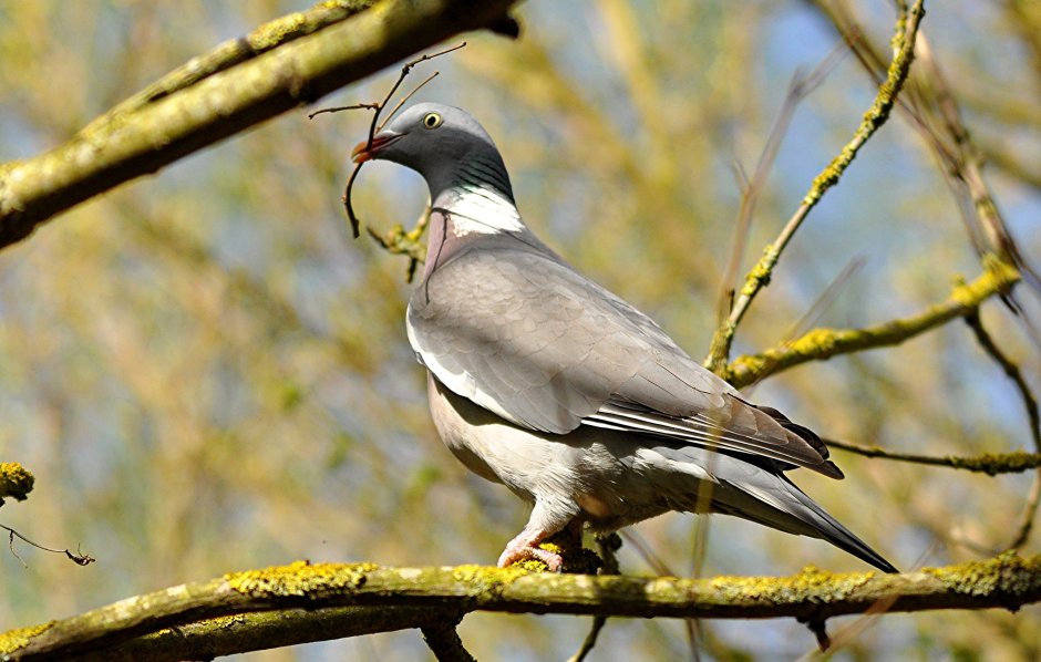 Вяхирь самка