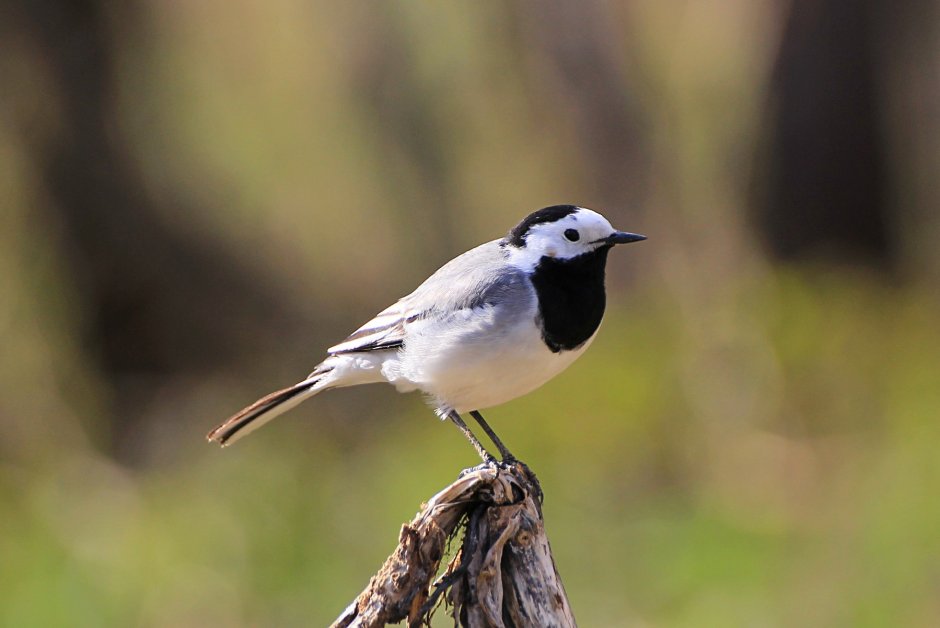 Трясогузка птица серая