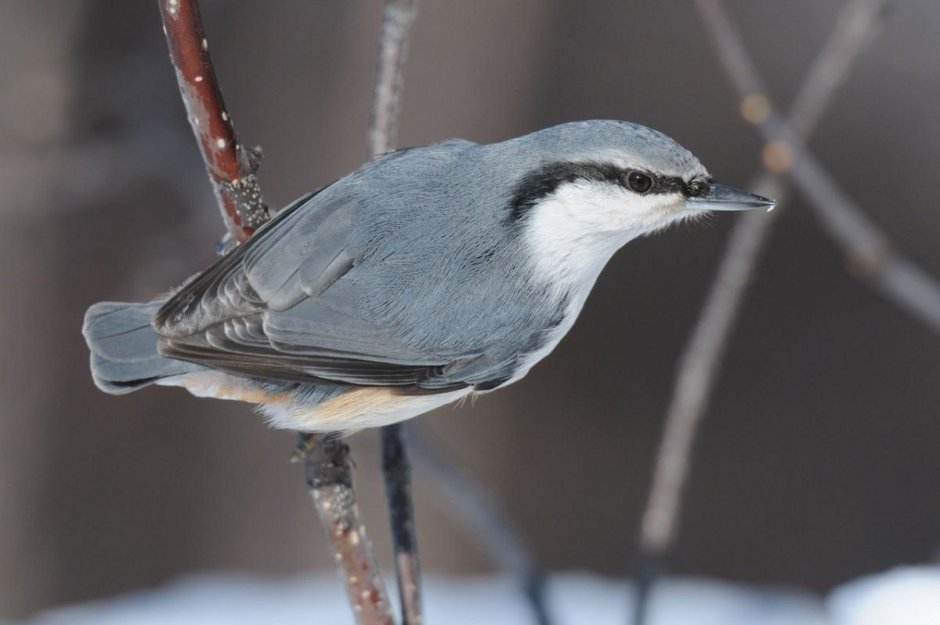 Рыжегрудый поползень