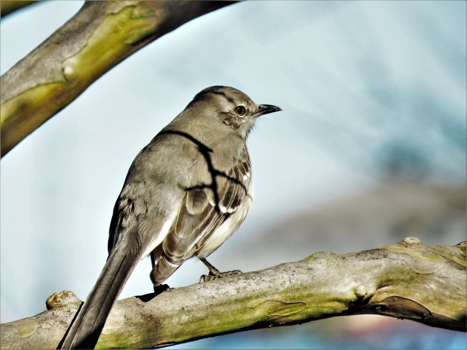 Крупная птица серо белая