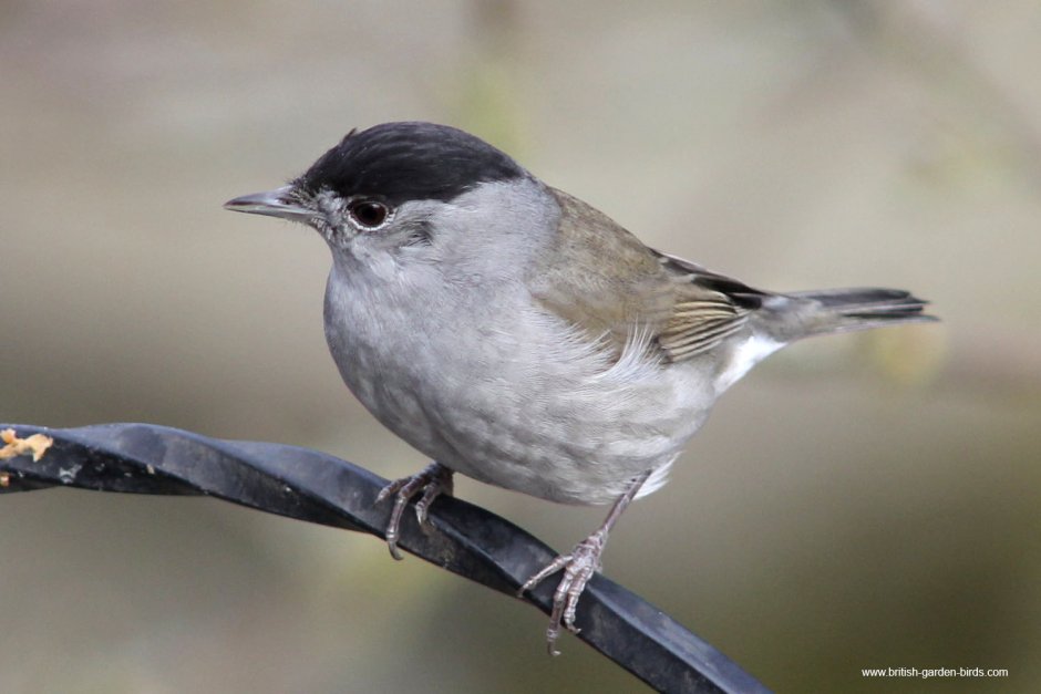Синичка Перелетная птица