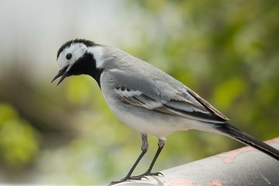 Трясогузка белая трясогузка
