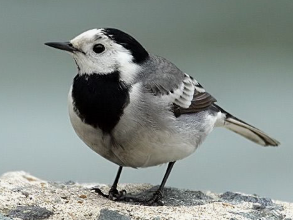 Трясогузковые определитель